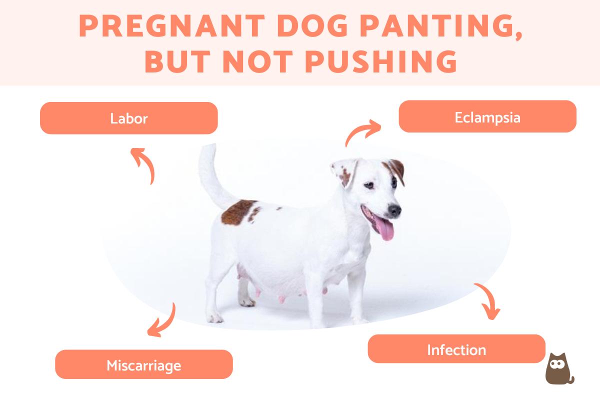 My Pregnant Dog Is Panting But Not Pushing