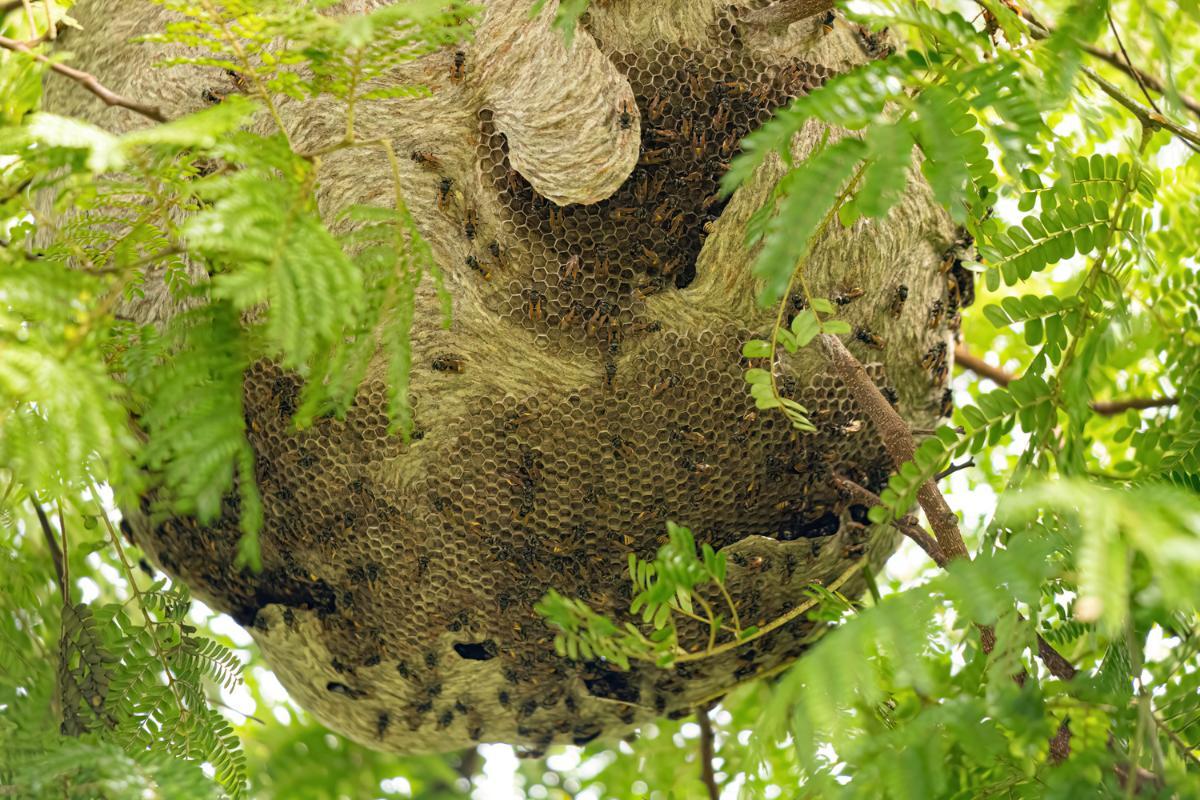 Does a Wasp Make Honey?