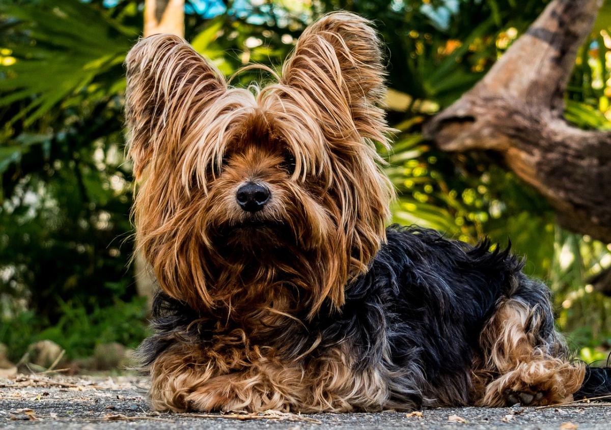 How Many Puppies Can a Yorkie Have?