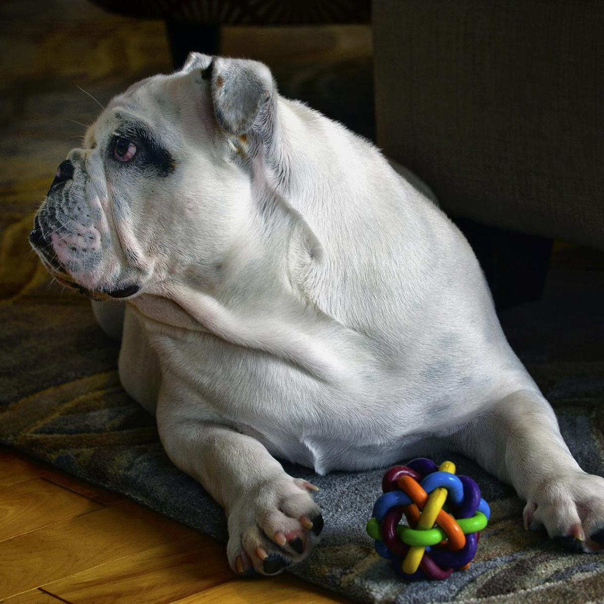 Why is my Dog Possessive with Toys?