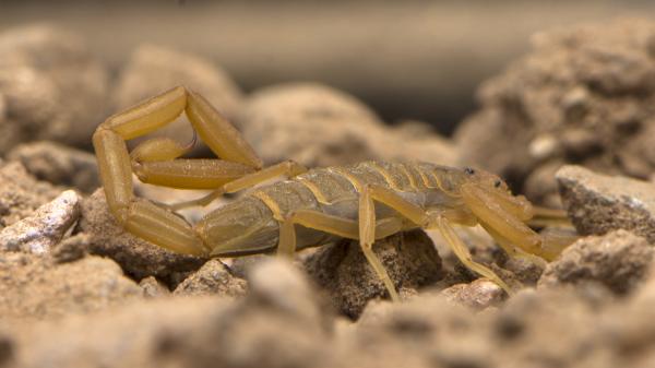 The 10 Most Dangerous Animals in California - Dangerous scorpions in California