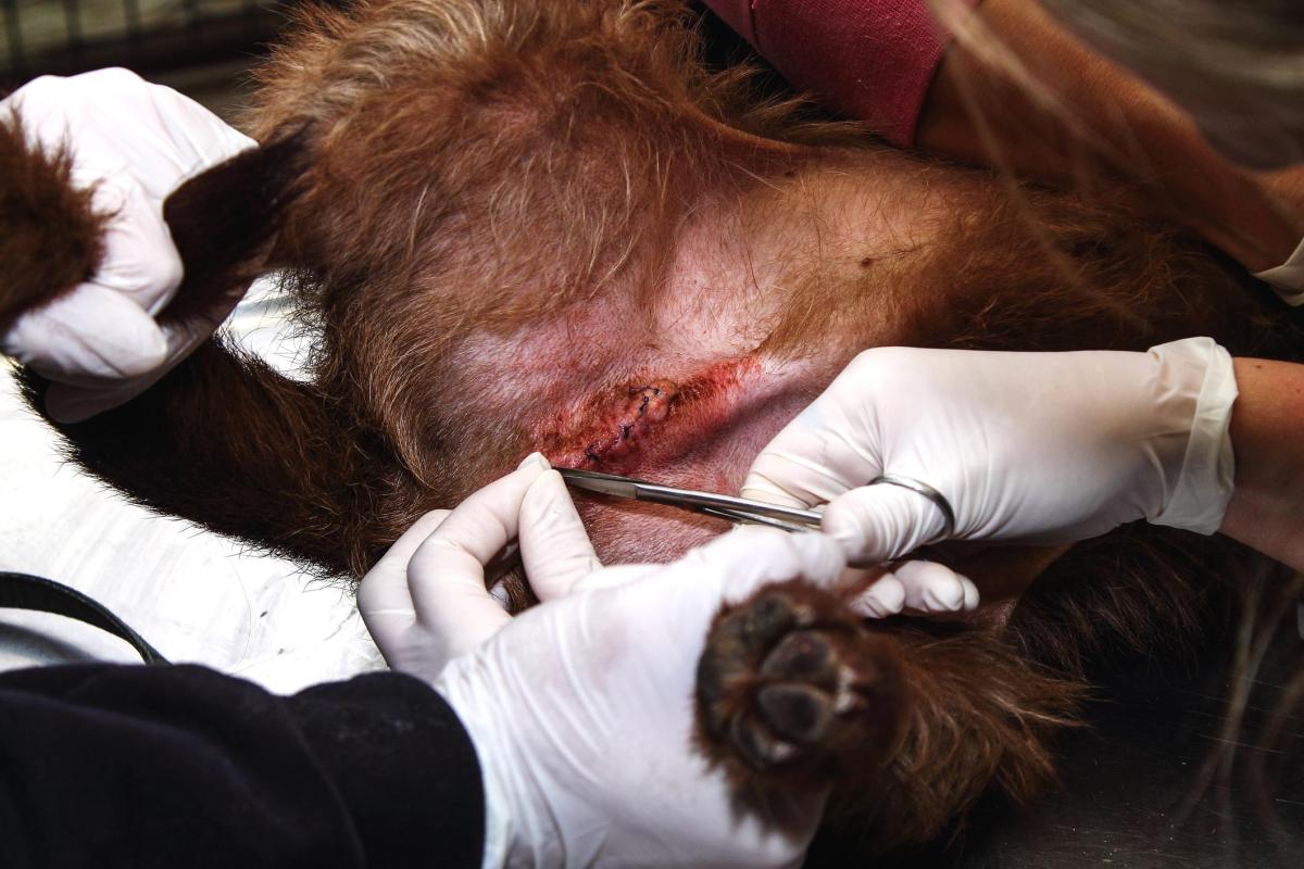 My Dog's Stitches Are Infected
