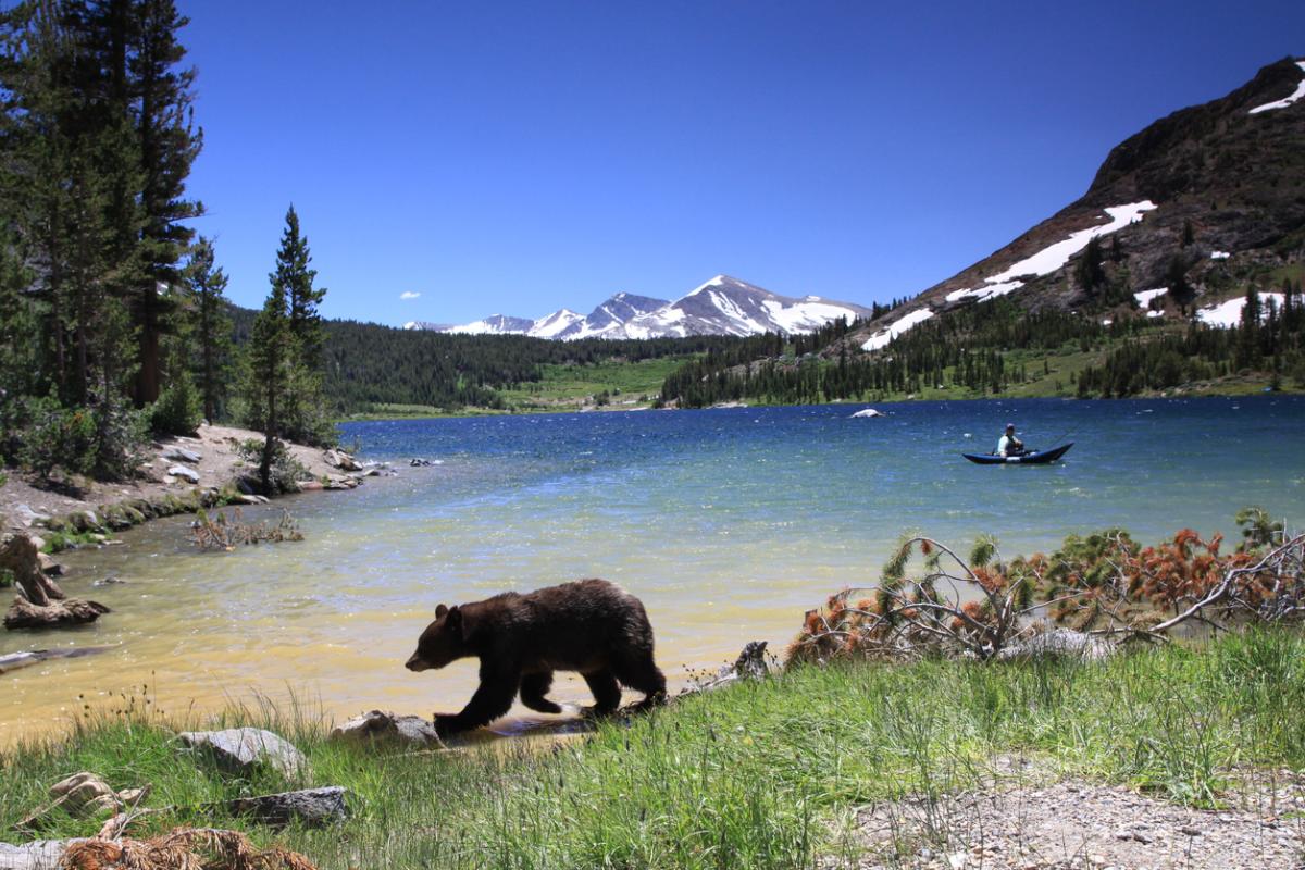 The 10 Most Dangerous Animals in California
