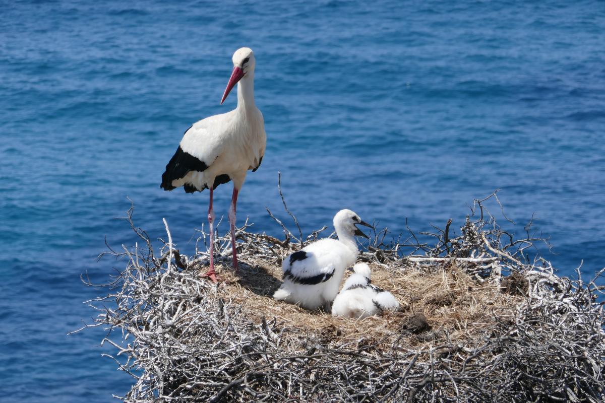 What Is a Stork's Nest Called?