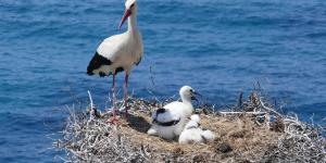 What Is a Stork's Nest Called?