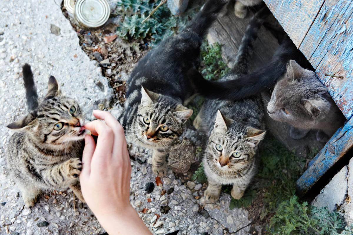 What to Do with a Feral Cat Colony