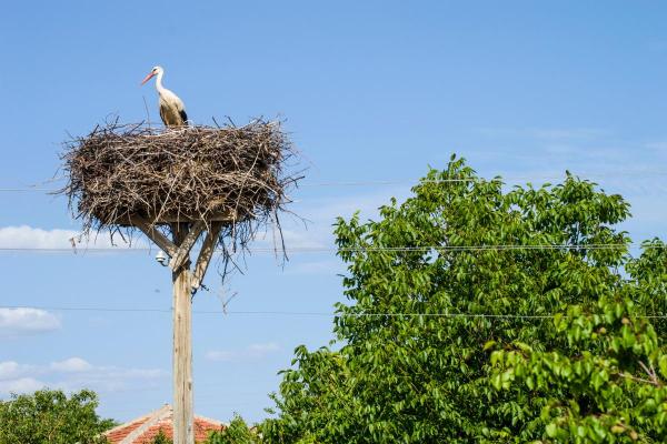 What Is a Stork's Nest Called? - Stork Nest Facts With Photos