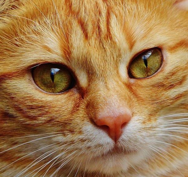 10 Things You Did not Know About Cats