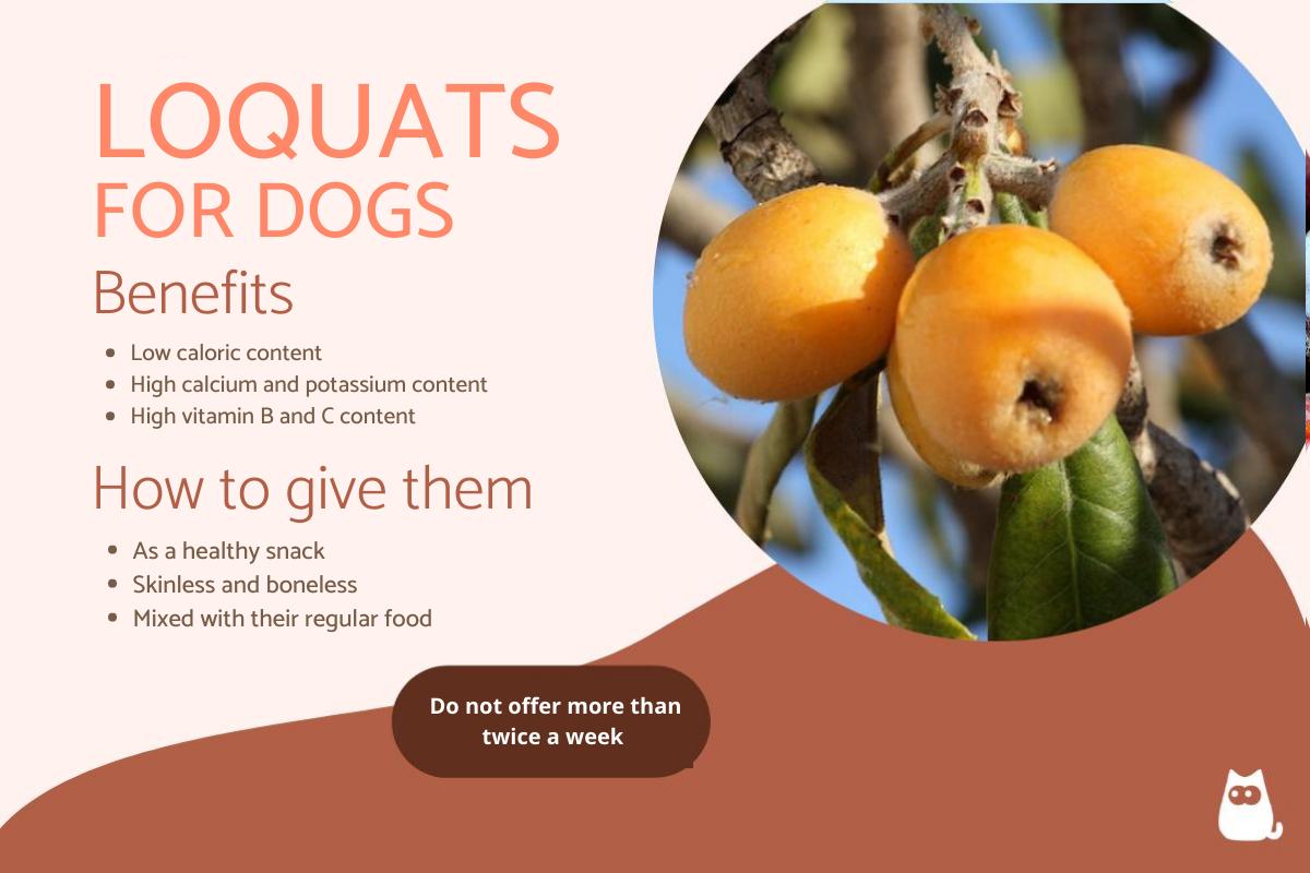 Can Dogs Eat Loquats?