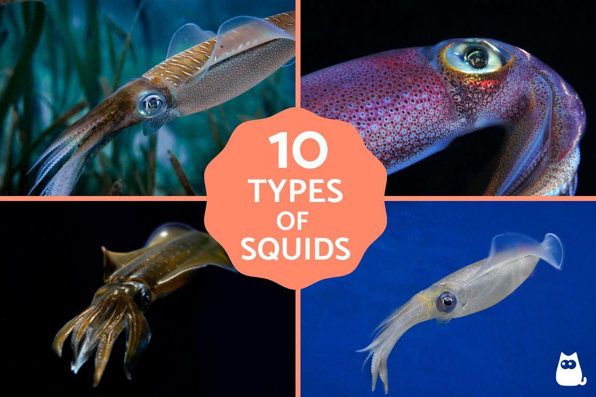 + 10 Fascinating Types of Squid with Names and Photos