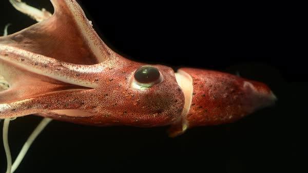 + 10 Fascinating Types of Squid with Names and Photos