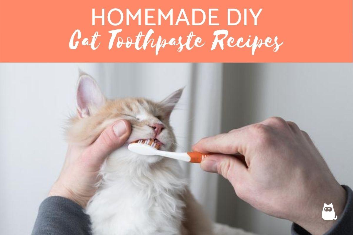 How to Make Homemade Toothpaste for Cats