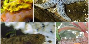 The Best Clean-Up Animals for your Aquarium