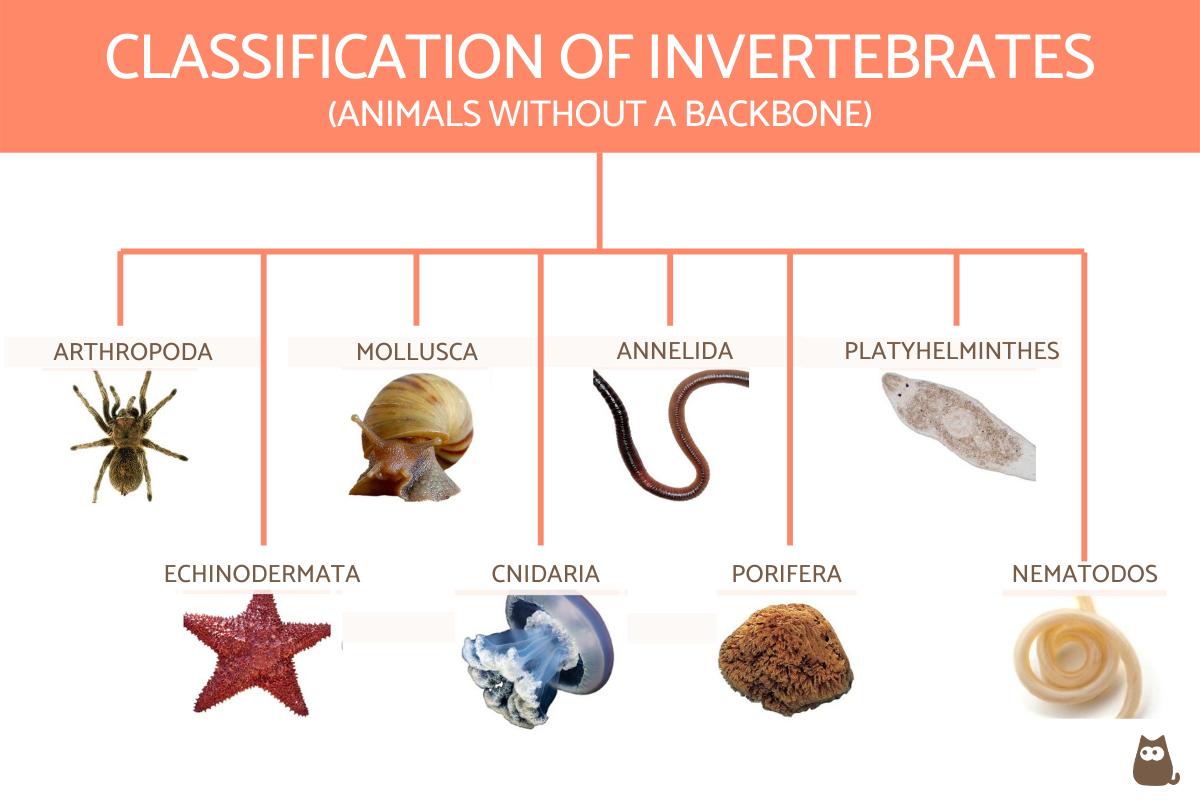 10 Types Of Invertebrates