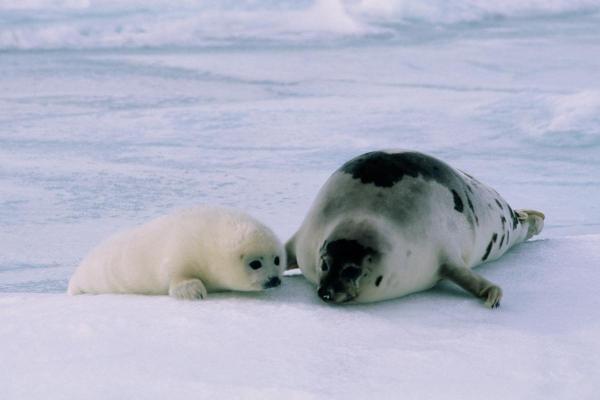 Does a Seal Have Fur? - Do all seals have fur?