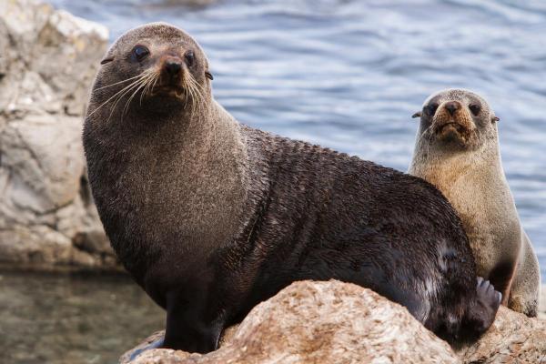 Does a Seal Have Fur? - Do seals have fur?