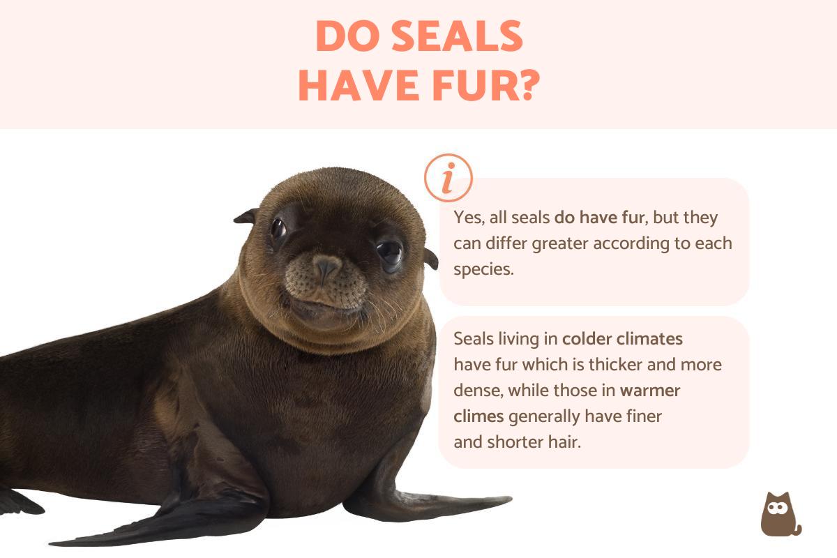 Does a Seal Have Fur?
