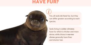 Does a Seal Have Fur?