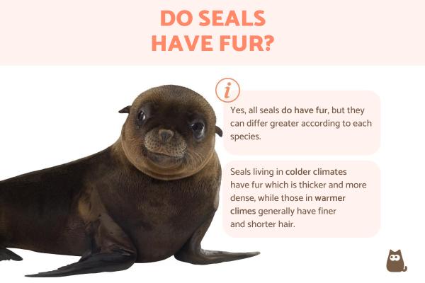 Does a Seal Have Fur?