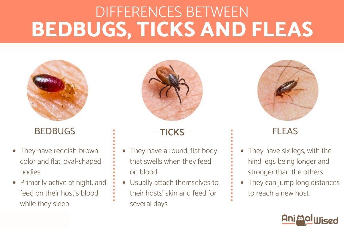 What Are the Differences between Bedbugs, Ticks and Fleas?