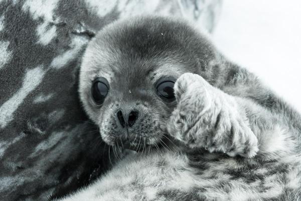 Does a Seal Have Fur? - Why do seals have fur?
