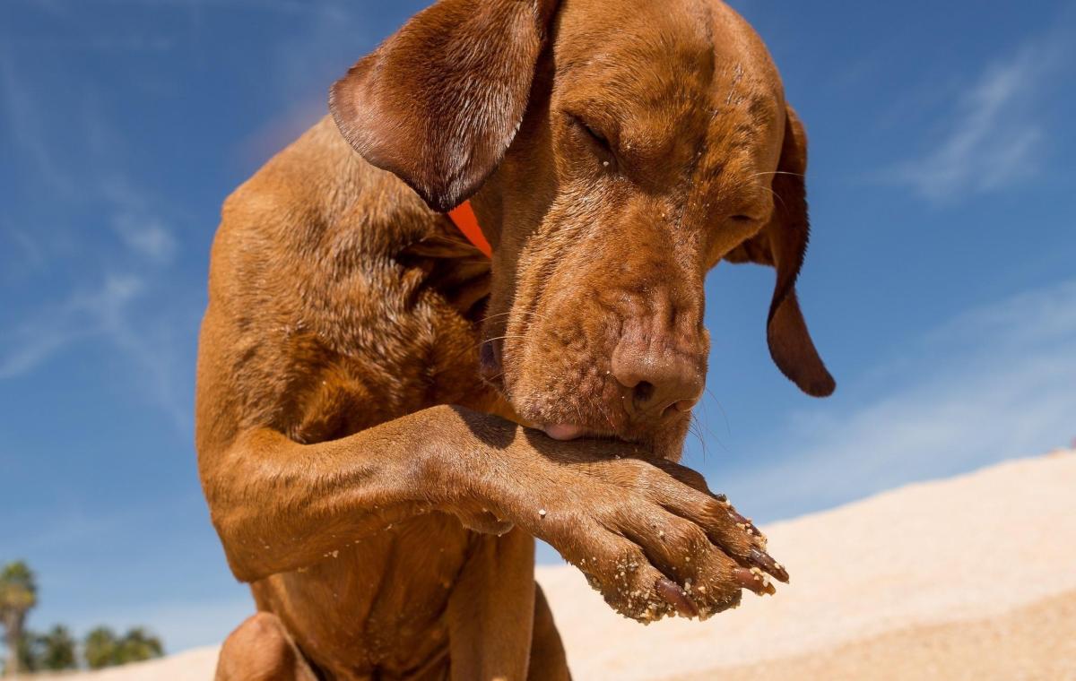 Lick Granuloma in Dogs - Treatment and Causes