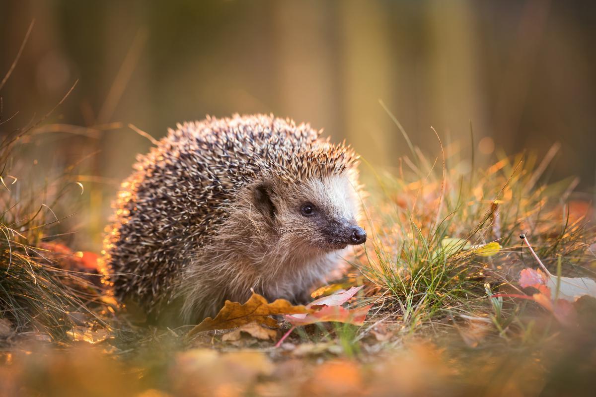 Where Do Hedgehogs Live?