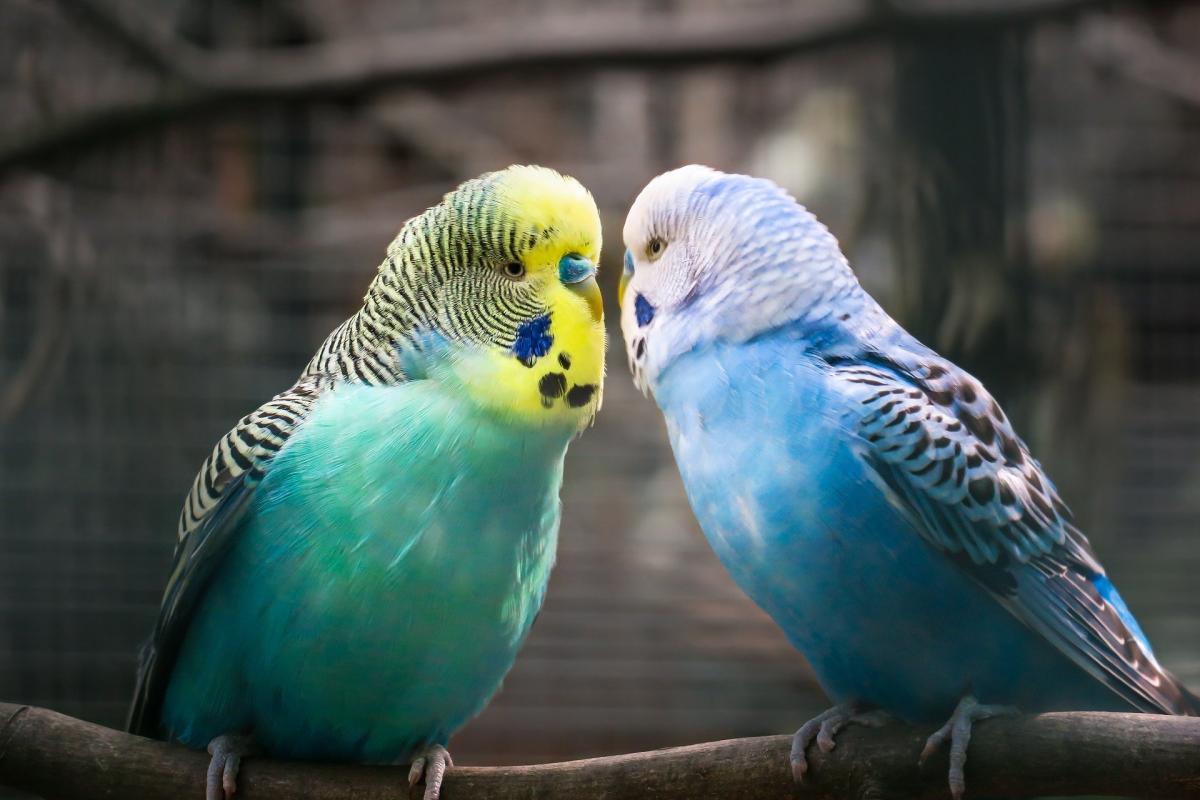 100+ Parakeet Names for Male and Female Birds