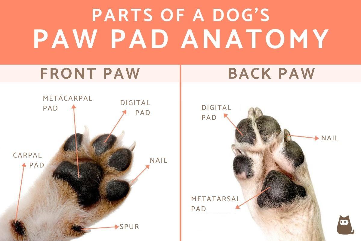 Dog Paw Pads Anatomy