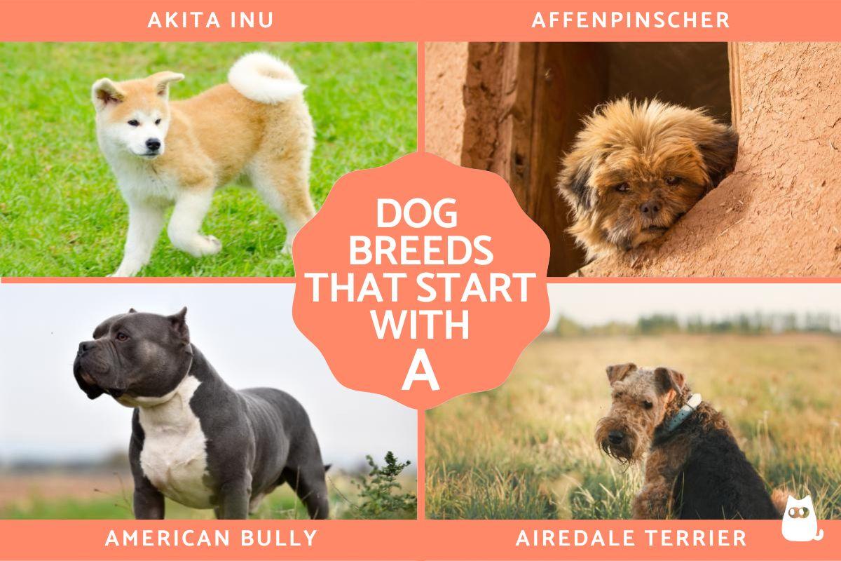 Top Dog Breeds Starting with A