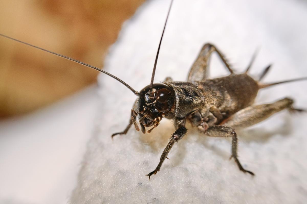 How Long Is the Life Cycle of a Cricket?