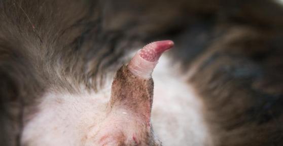 Cat Barbed Penis - Male Cat Anatomy