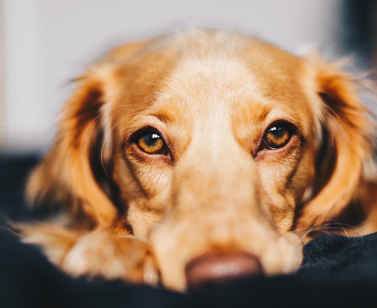 Is my Dog about to Give Birth? Symptoms of Labor