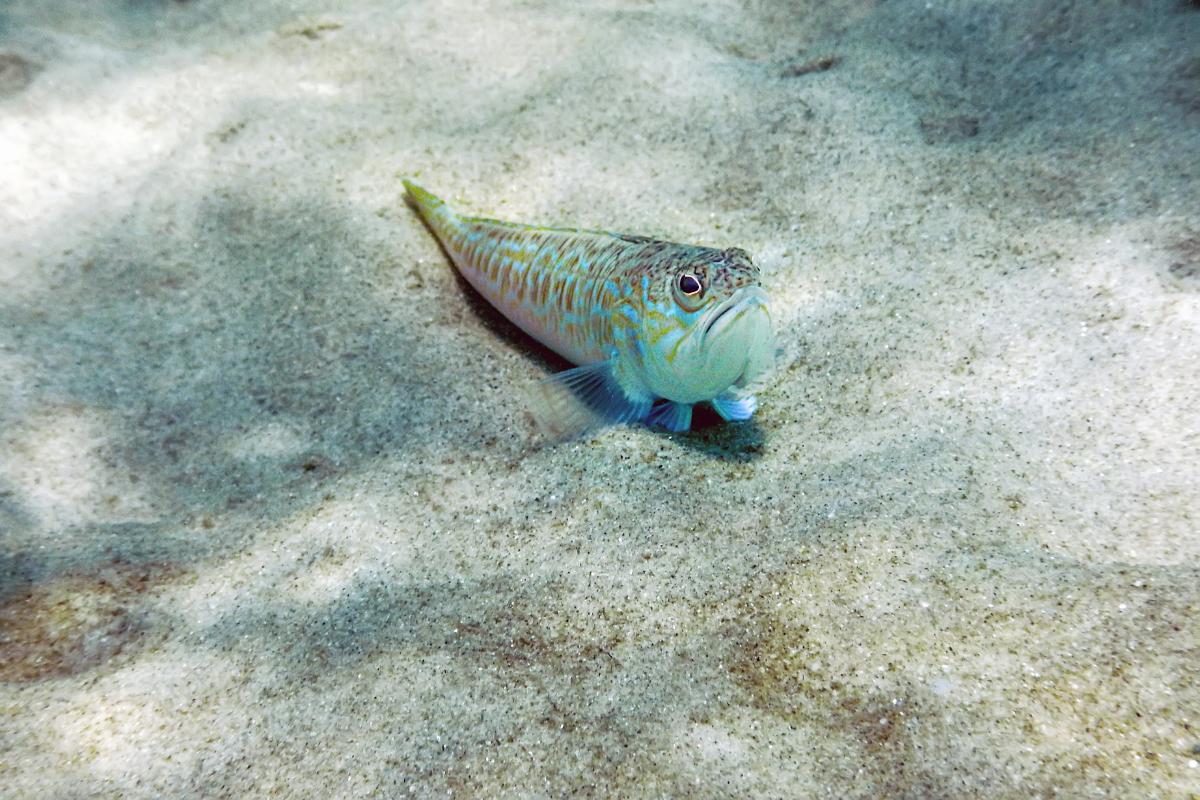 Where Are Weever Fish Found?