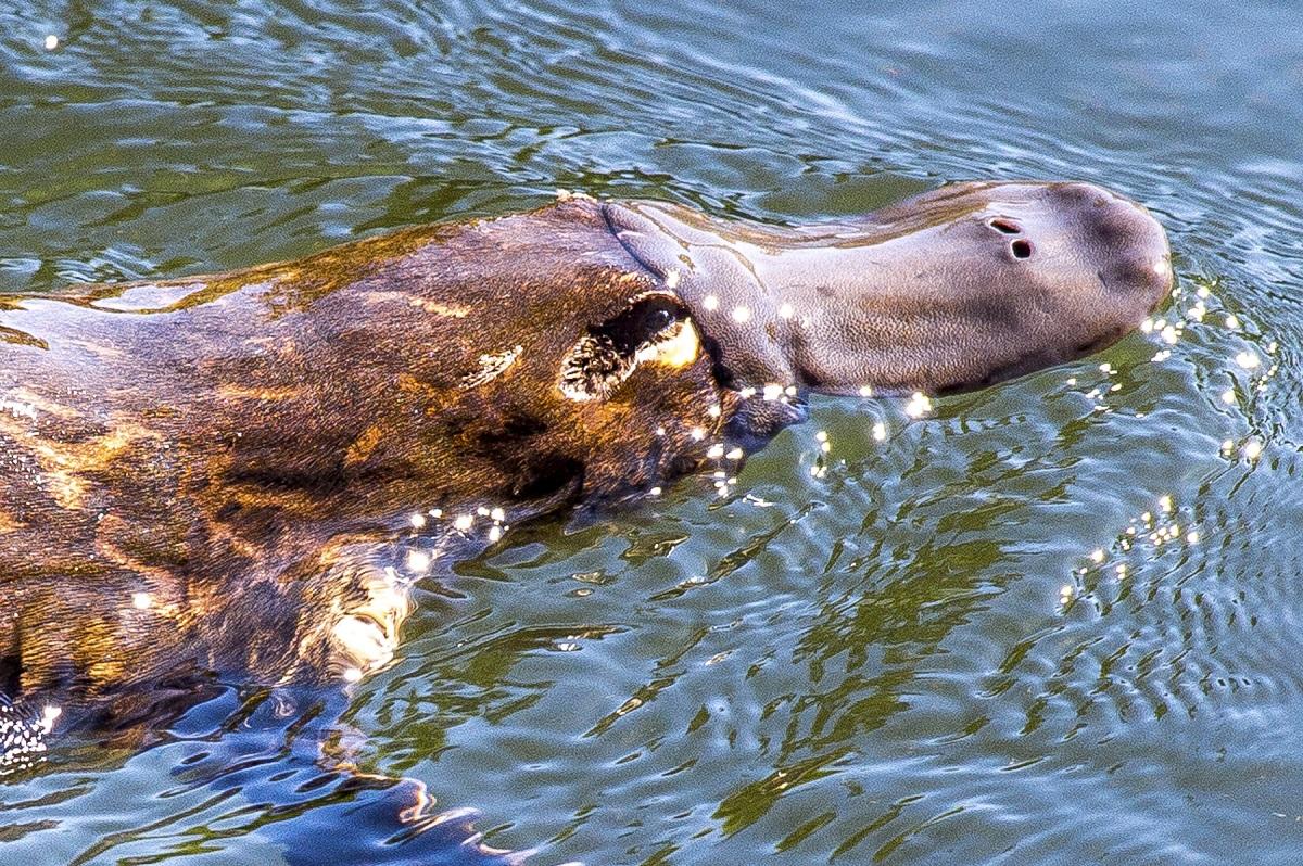 10 Facts About the Platypus