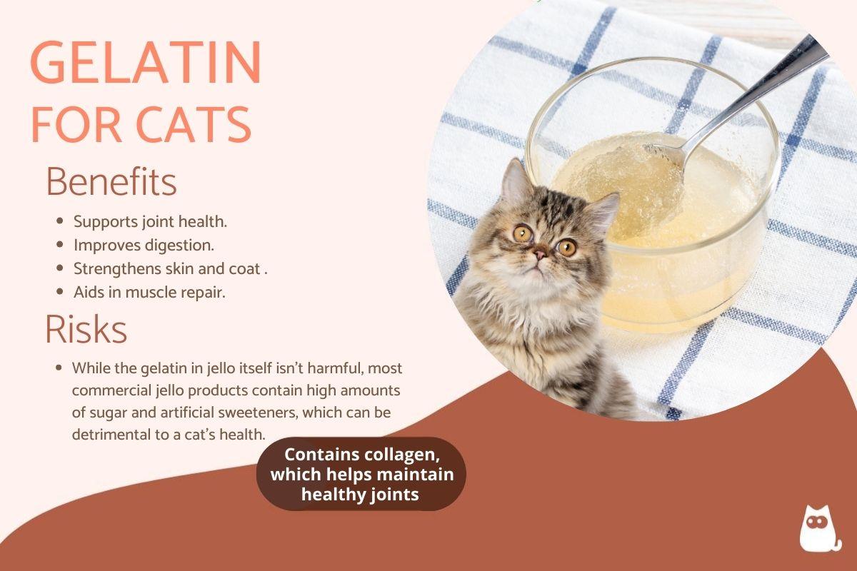 Is Gelatin Good for Cats? Benefits and Dosage Guidelines