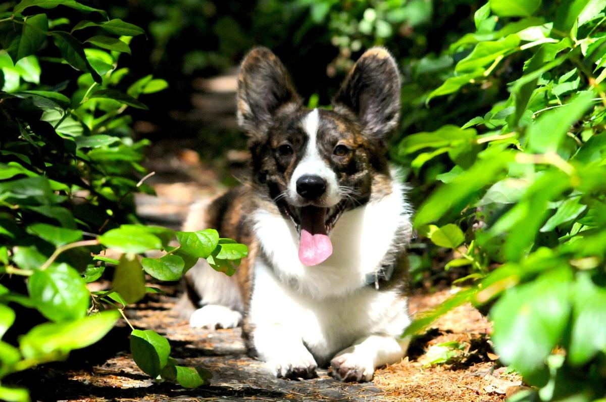 Welsh Names for Corgis - Male and Female Dog Names