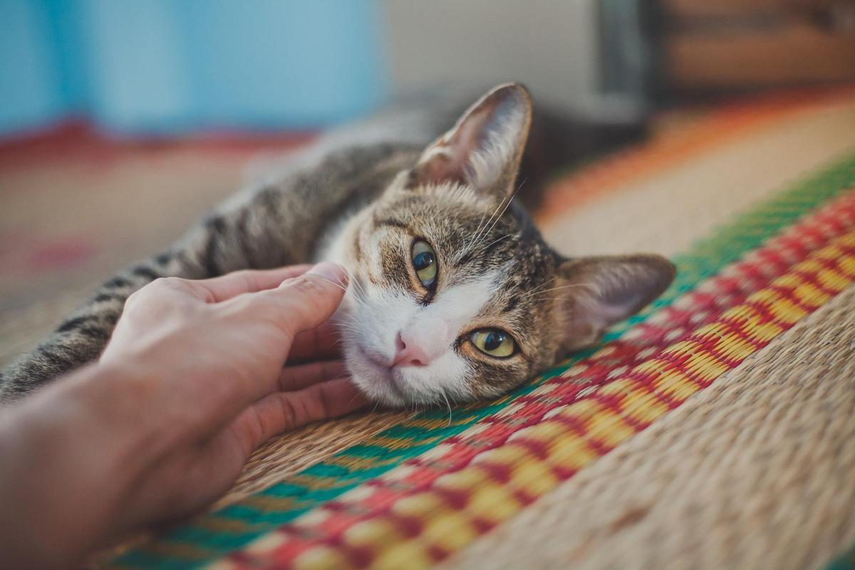 Are Cats Ticklish? - How You Can Tell if Your Cat Enjoys Being Tickled