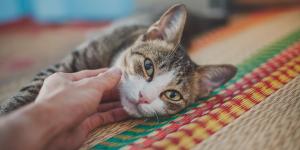 Are Cats Ticklish? - How You Can Tell if Your Cat Enjoys Being Tickled