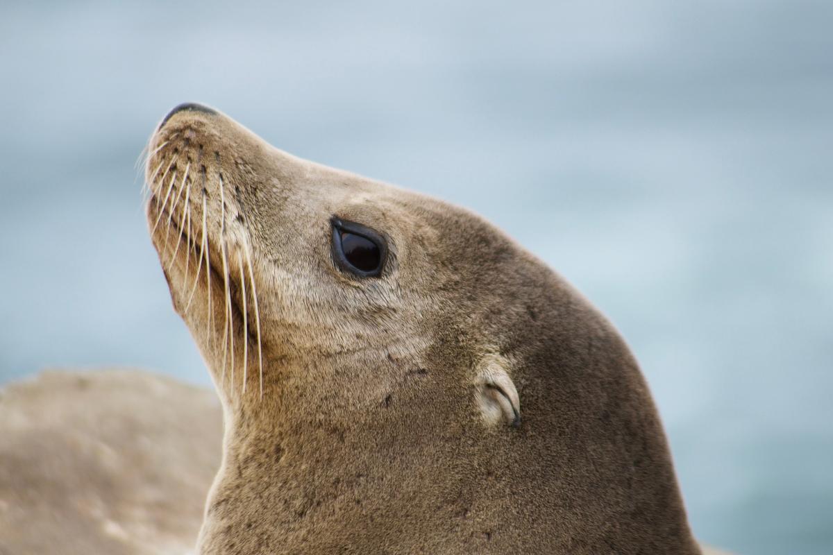 What Do Sea Lions Eat?