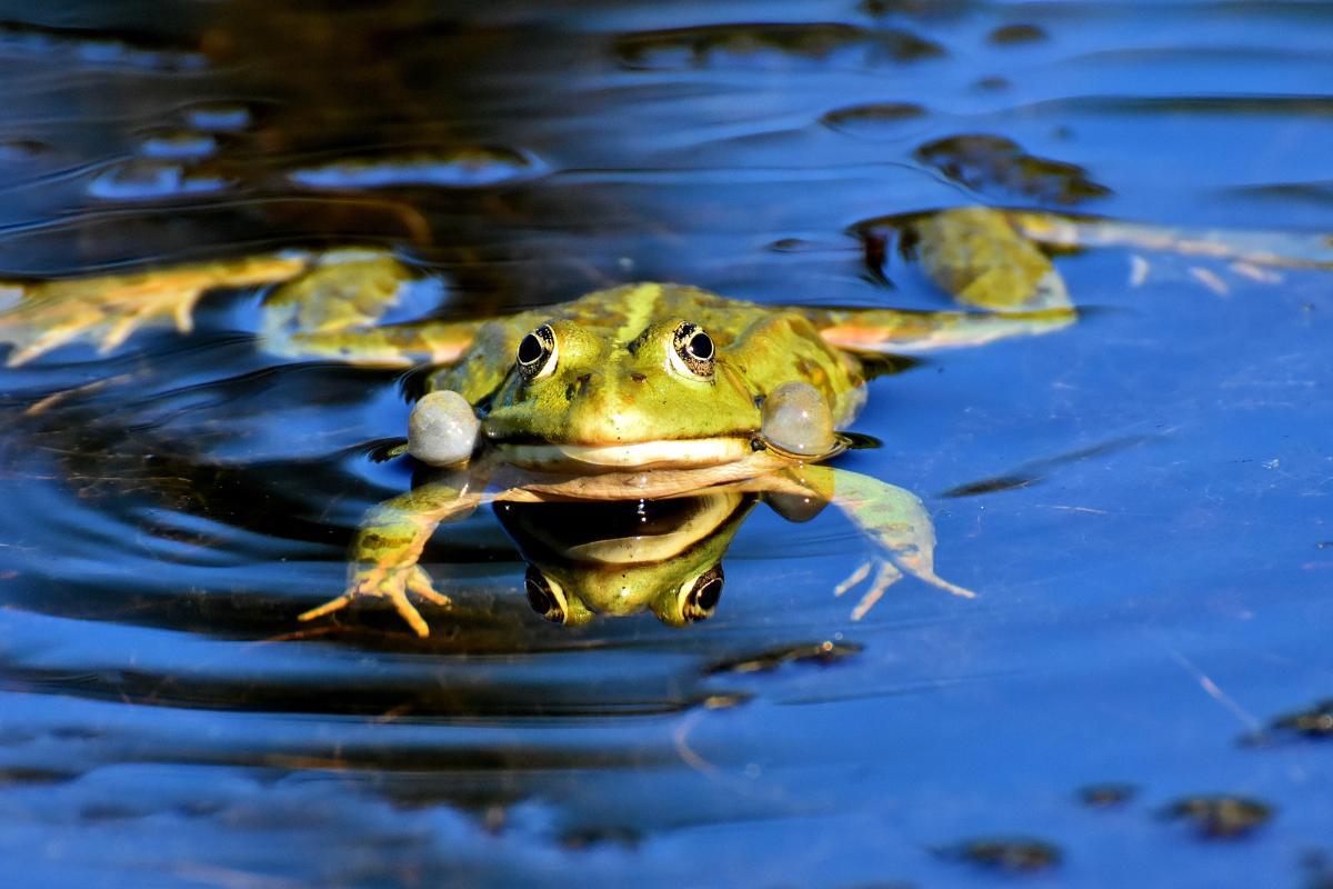 Do Frogs Have Bones The Skeleton Of Frogs do-frogs-have-bones-the-skeleton-of-frogs