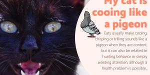 My Cat Is Cooing Like a Pigeon