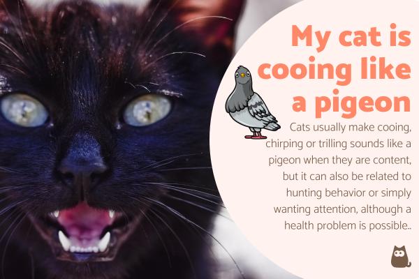 My Cat Is Cooing Like a Pigeon