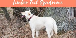 My Dog's Tail Is Limp - Limber Tail Syndrome in Dogs