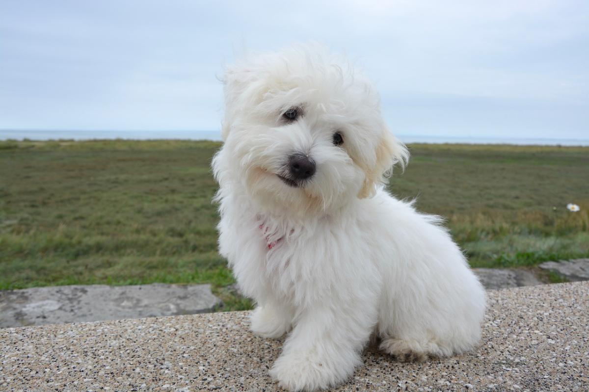 Shaker Syndrome in Dogs - Idiopathic Cerebellitis