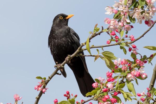 Fun Facts About Blackbirds - 1. They have a complex song