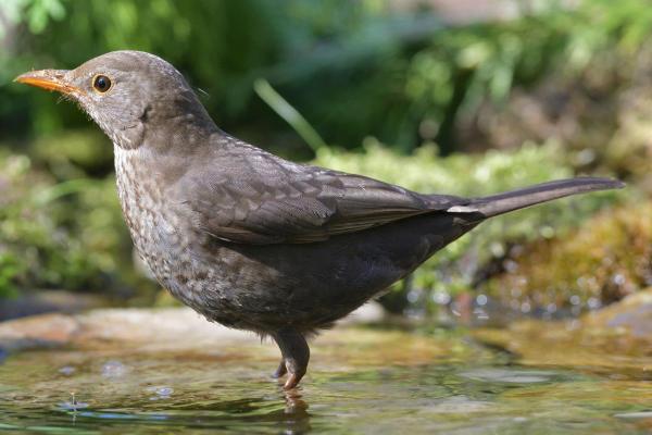 Fun Facts About Blackbirds - 2. They are sexually dimorphic animals