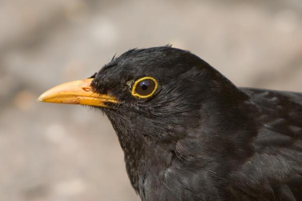 Fun Facts About Blackbirds - 3. The color of their beak guarantees a mate