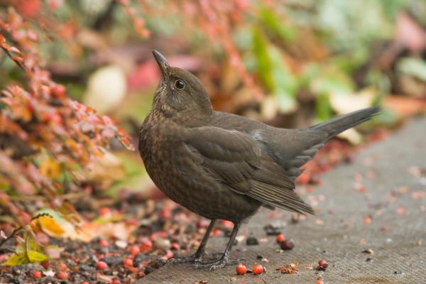 Fun Facts About Blackbirds - 4. They have a peculiar courtship