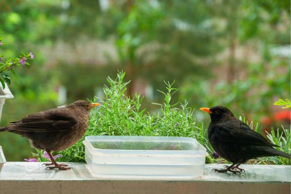 Fun Facts About Blackbirds - 5. They usually form lifelong couples